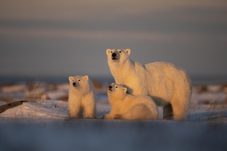 Животные арктических пустынь белый медведь