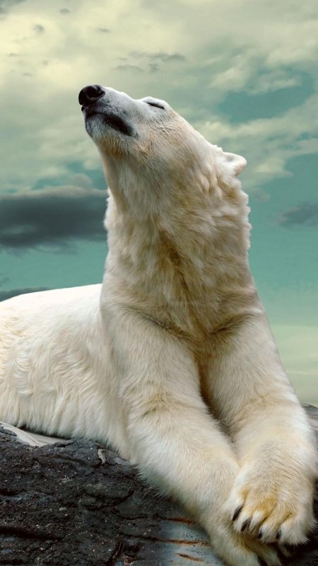 Белая медведь