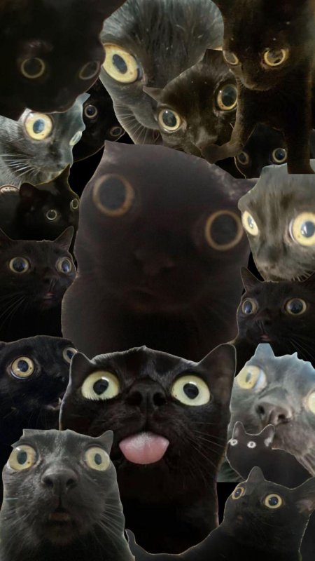 Кошка джинкс черная