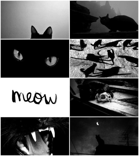 Кошка черная