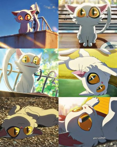 Дайджин кот