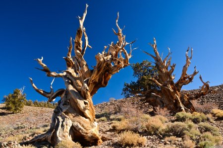 Сосна остистая мафусаил