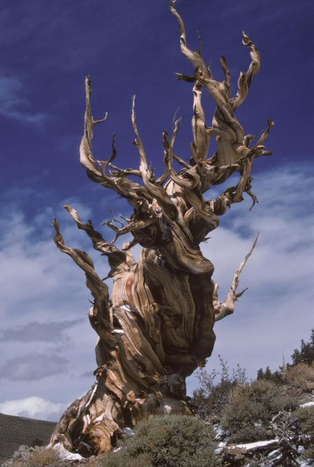 Сосна мафусаил