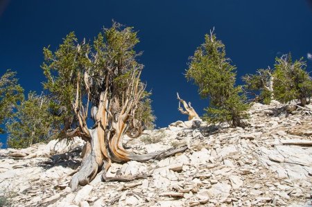 Сосна остистая межгорная мафусаил