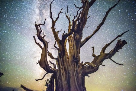 Сосна мафусаил