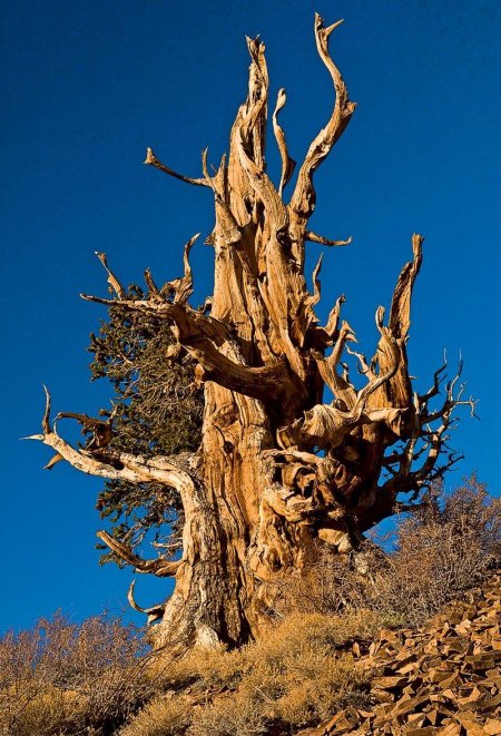 Сосна мафусаил