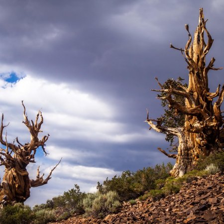 Сосна остистая межгорная мафусаил