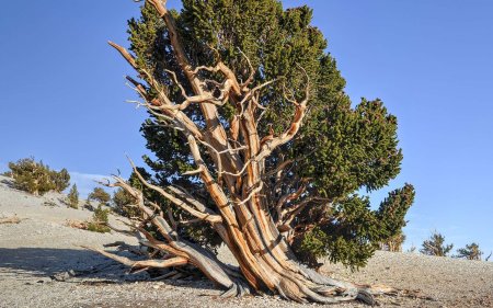 Сосна остистая межгорная мафусаил