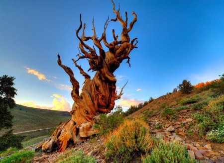 Сосна остистая межгорная мафусаил