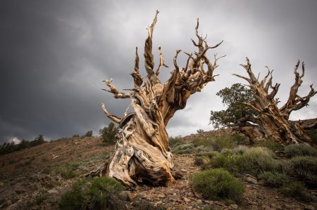 Сосна остистая межгорная