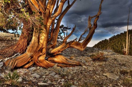 Сосна остистая межгорная мафусаил