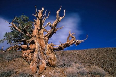 Сосна остистая межгорная мафусаил