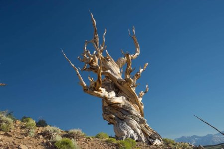 Сосна остистая мафусаил