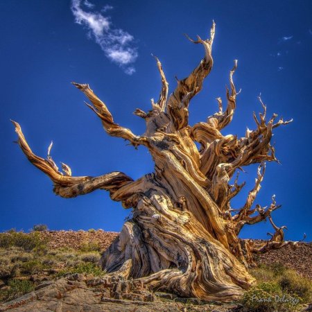 Сосна остистая мафусаил