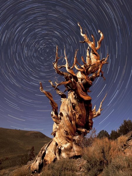 Сосна мафусаил