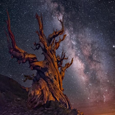 Дерево мафусаил