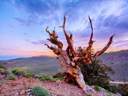 Сосна остистая межгорная мафусаил