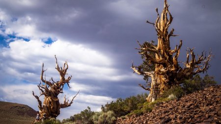 Сосна мафусаил