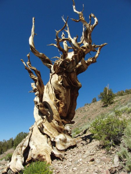 Сосна остистая мафусаил