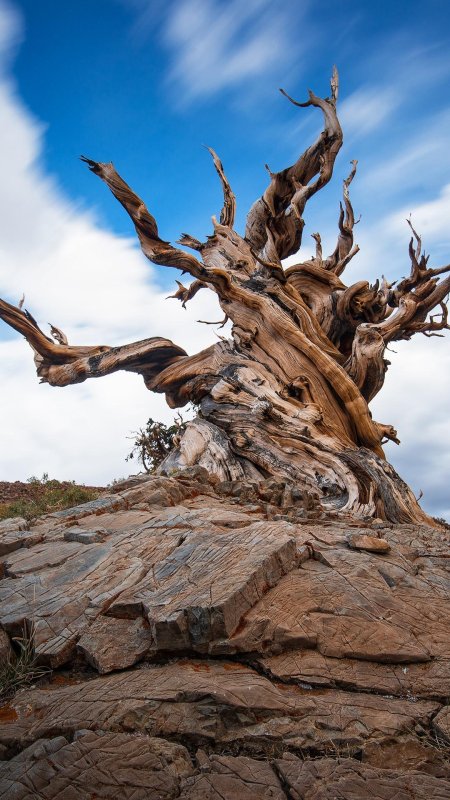 Сосна мафусаил