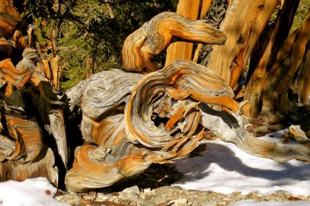 Мафусаил дерево