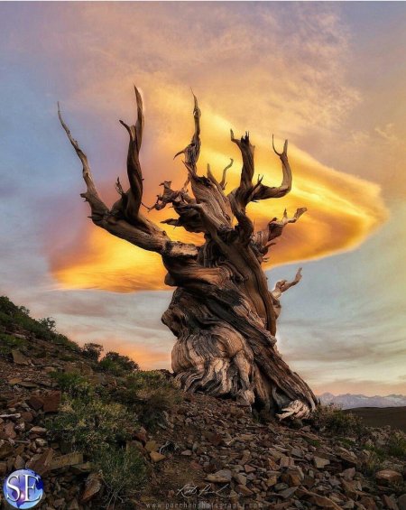 Сосна остистая межгорная мафусаил