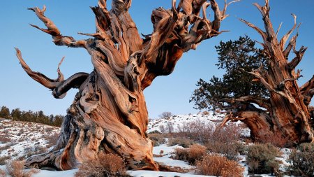 Сосна мафусаил