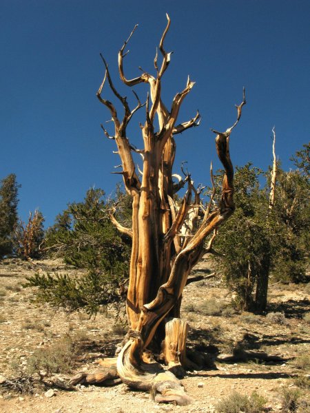 Сосна остистая мафусаил