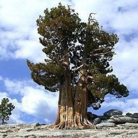 Сосна остистая мафусаил