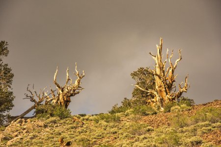 Сосна мафусаил. калифорния