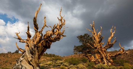 Сосна мафусаил