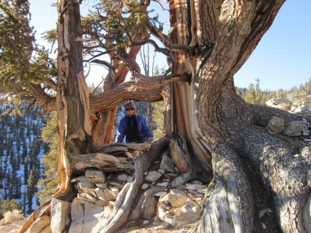 Сосна мафусаил. калифорния