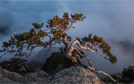 Крымская сосна бонсай