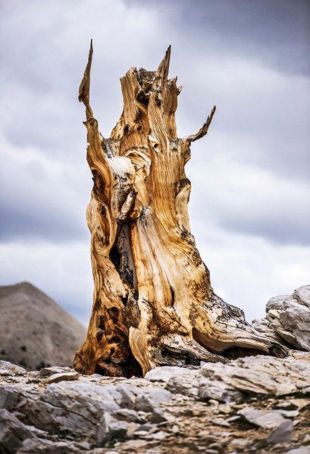 Сосна остистая мафусаила