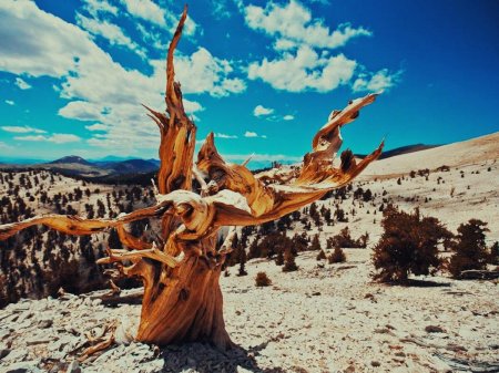 Сосна остистая межгорная мафусаил