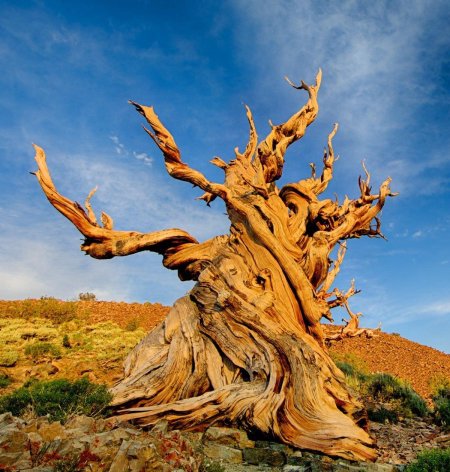 Сосна остистая мафусаил