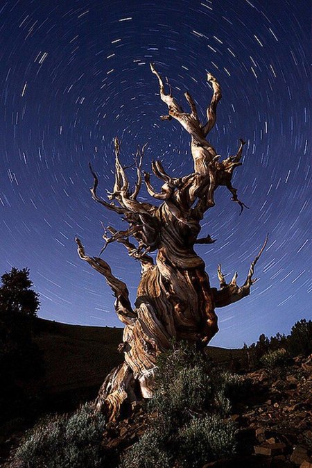 Сосна мафусаил