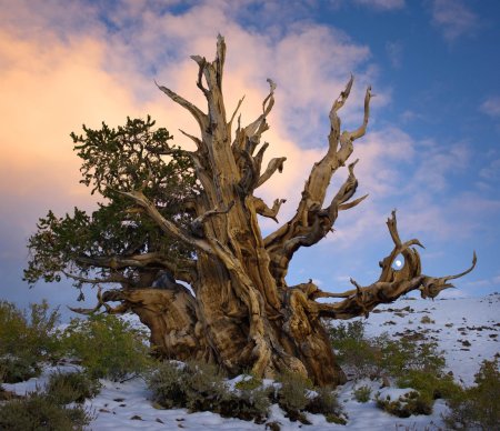 Сосна остистая мафусаил