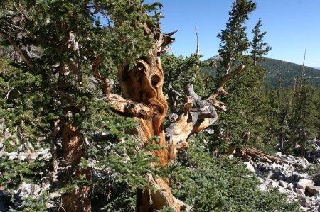 Сосна остистая мафусаил