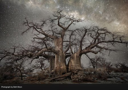 Остров затерянных баобабов (kubu island)