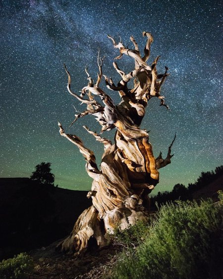 Сосна мафусаил