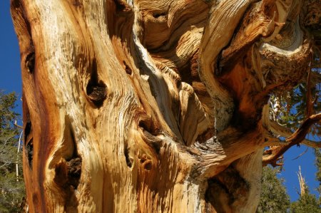 Мафусаил дерево