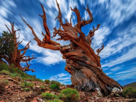 Сосна мафусаил