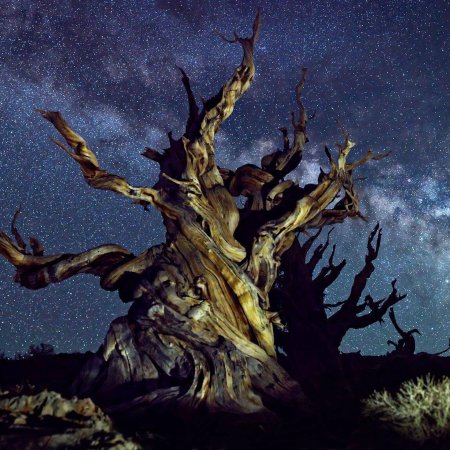 Сосна мафусаил