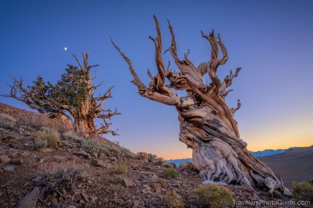 Сосна остистая межгорная мафусаил