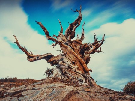 Сосна остистая мафусаил