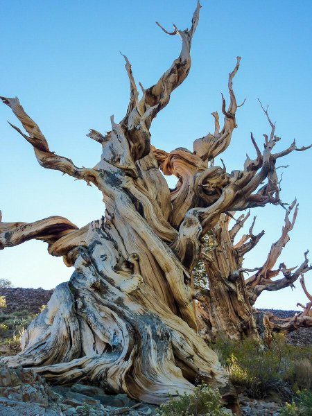 Сосна остистая мафусаил