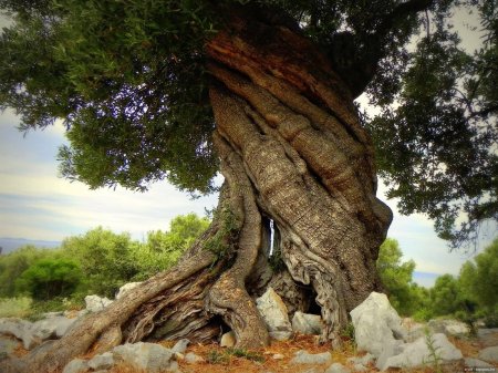 Old olive tree