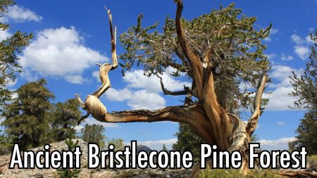 Сосна мафусаил. калифорния