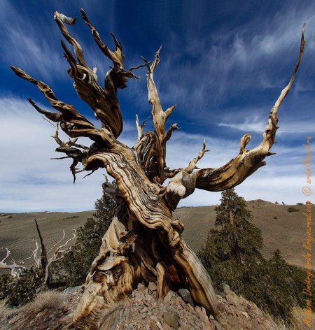 Сосна остистая мафусаил